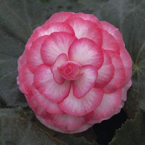 Rose Bicolor