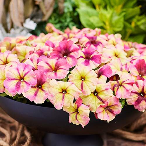 Petunia Shake
